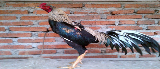 Ciri-ciri Membedakan Ayam Pama dan Ayam Burma