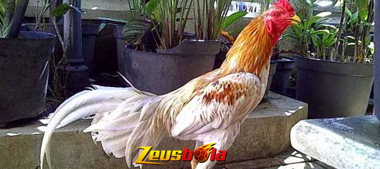 Kelebihan Hingga Kekurangan Ayam Blorok Madu