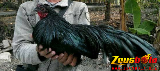 Ayam Black Sumatra