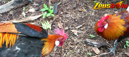 Ayam Hutan Sumatera Liar
