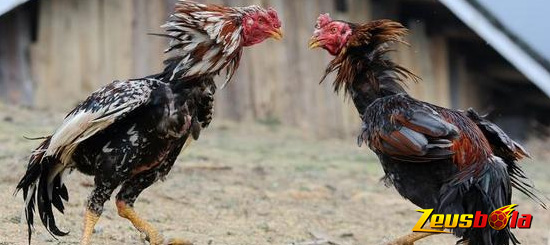 Penentu Kualitas Sabung Ayam
