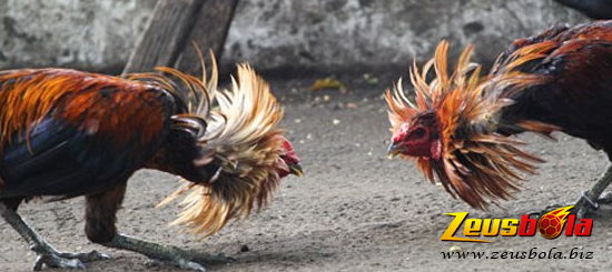 Rahasia Sabung Ayam Bangkok