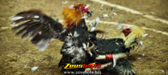Sabung Ayam Bangkok Wiring