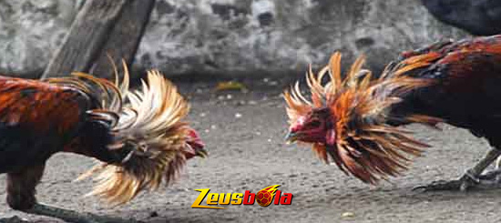 Adu Sabung Ayam Digmaan Online Live Uang Asli