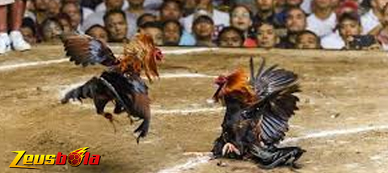 Agen Judi Digmaan Sabung Ayam Online Live Terpercaya di Indonesia