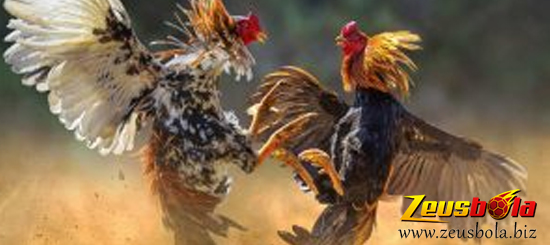 Cara Menang Digmaan Sabung Ayam Online Terpercaya Indonesia