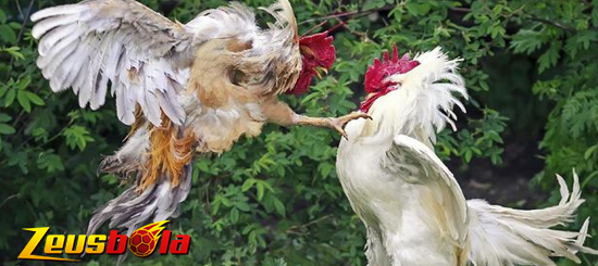 Situs Sabung Ayam Filipina Digmaan Live Terpercaya